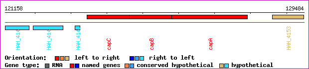 gene map