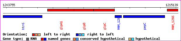 gene map