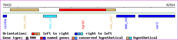 gene map