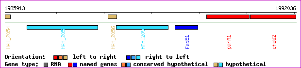 gene map