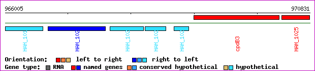 gene map