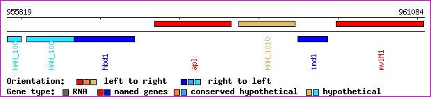 gene map