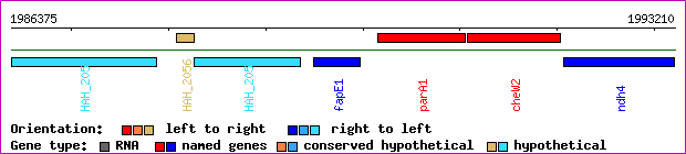 gene map