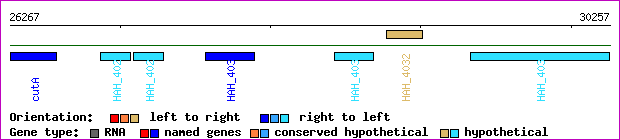gene map