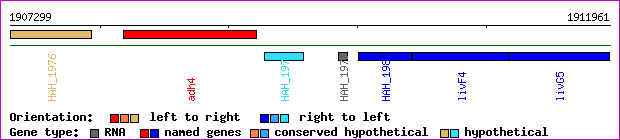 gene map