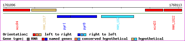 gene map