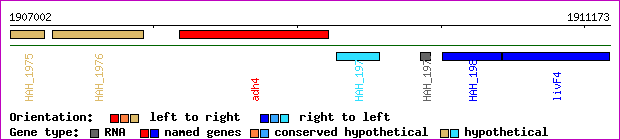 gene map