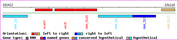 gene map