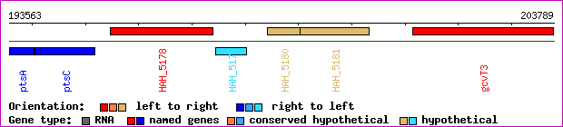 gene map