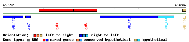 gene map