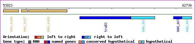 gene map