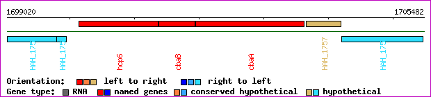 gene map