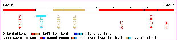 gene map