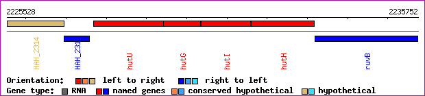 gene map