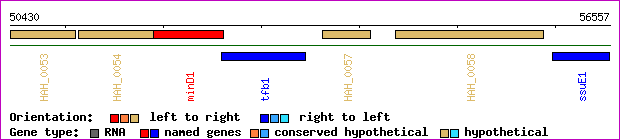 gene map