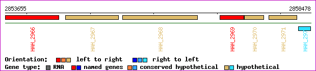 gene map