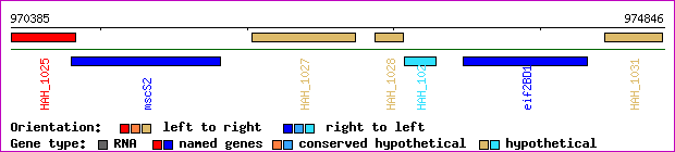 gene map