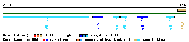 gene map