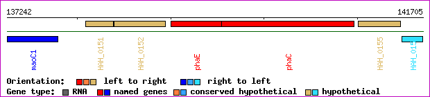 gene map