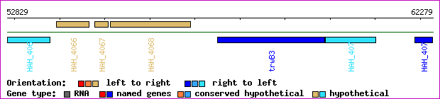 gene map