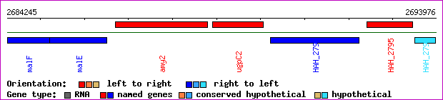 gene map