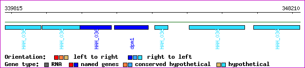 gene map