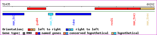 gene map
