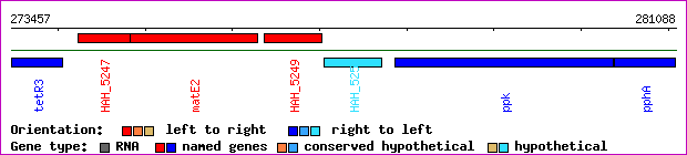 gene map