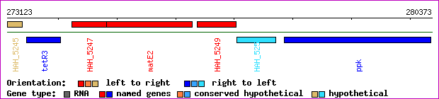 gene map