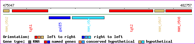 gene map