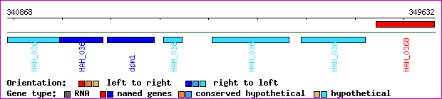 gene map