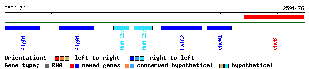 gene map
