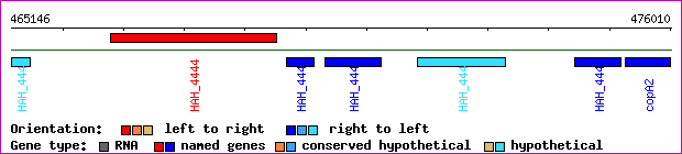 gene map