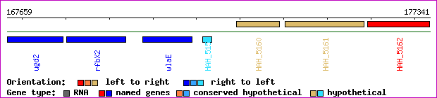 gene map