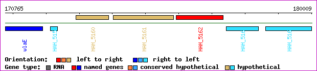 gene map