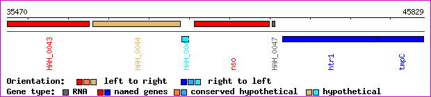 gene map