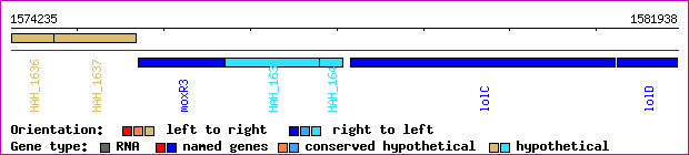 gene map