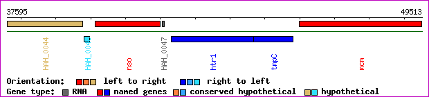 gene map