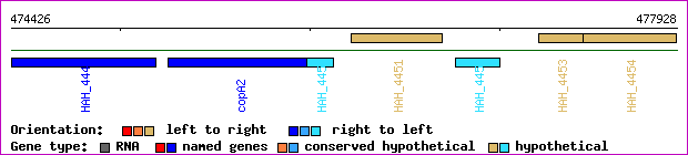 gene map