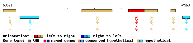 gene map