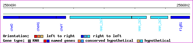 gene map