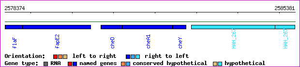 gene map