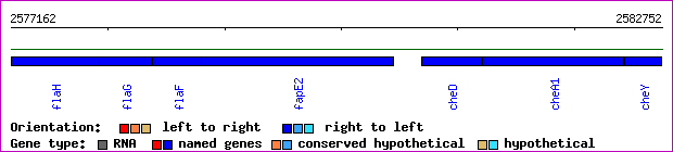 gene map