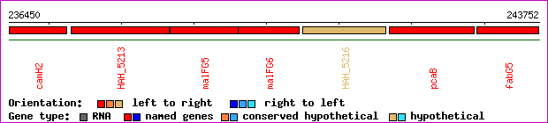 gene map