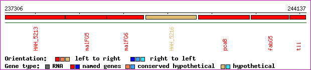 gene map