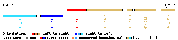 gene map