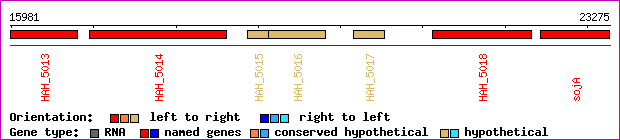 gene map