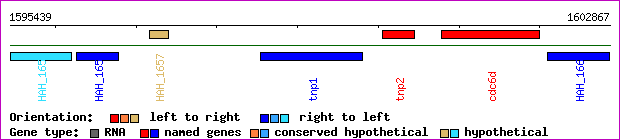 gene map