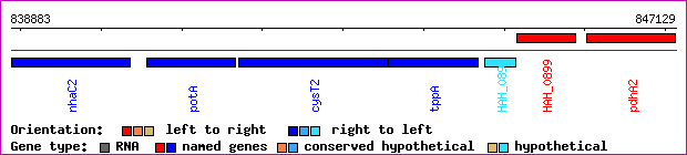 gene map