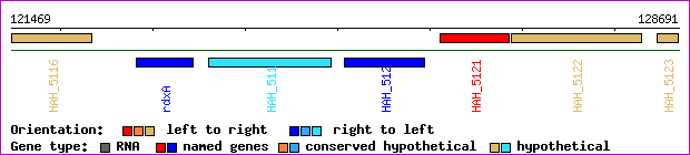 gene map